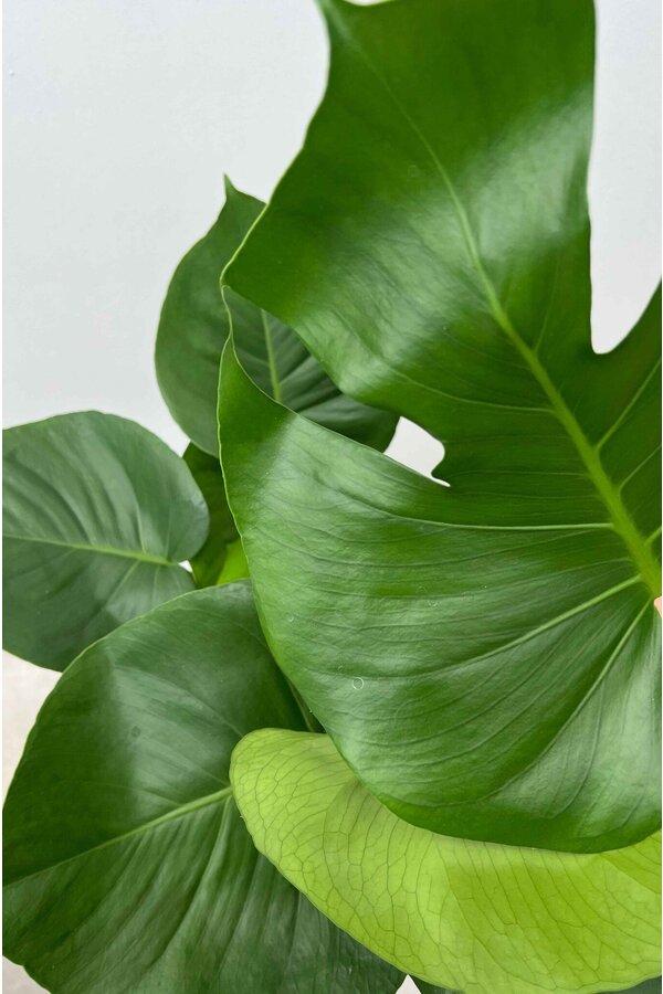 Monstera Minima S