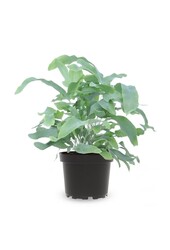 Phlebodium Blue Star (per 6 stuks)