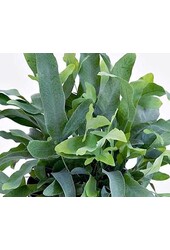 Phlebodium Blue Star (per 6 stuks)