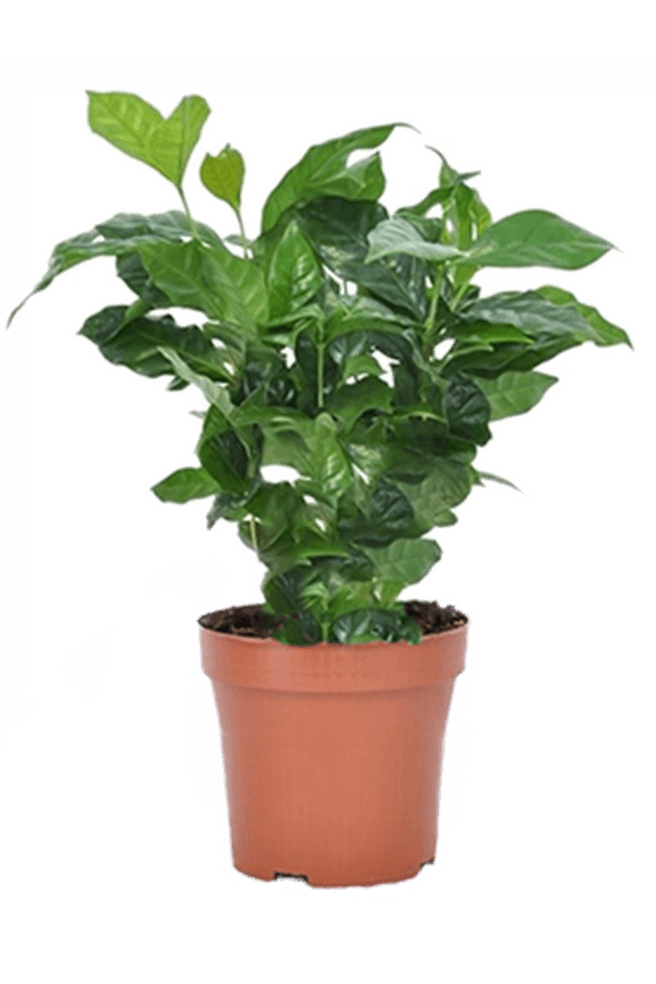 Plant de café (par 6 pièces)