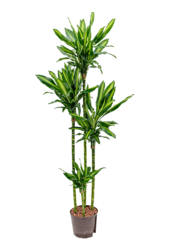 Hydroplante Dracaena cintho