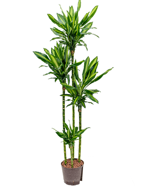 Hydroplante Dracaena
