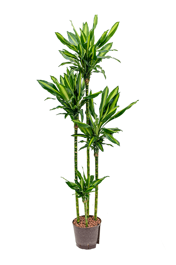 Hydroplante Dracaena cintho