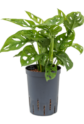 Hydroplante Monstera obliqua
