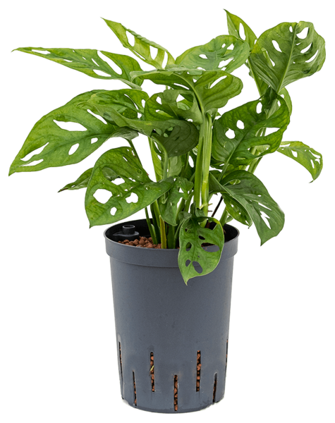 Hydroplante Monstera