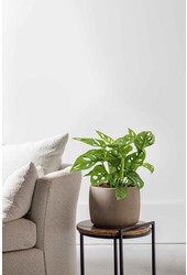 Hydroplante Monstera obliqua