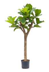 Hydroplant Ficus Lyrata