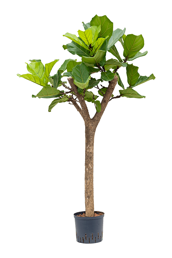 Hydroplant Ficus Lyrata
