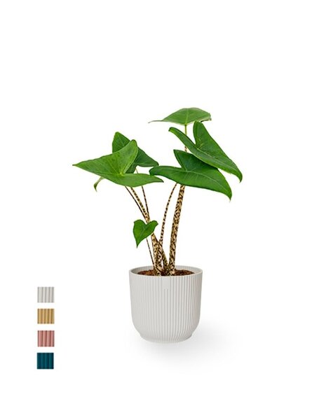 Elho Elho | Alocasia