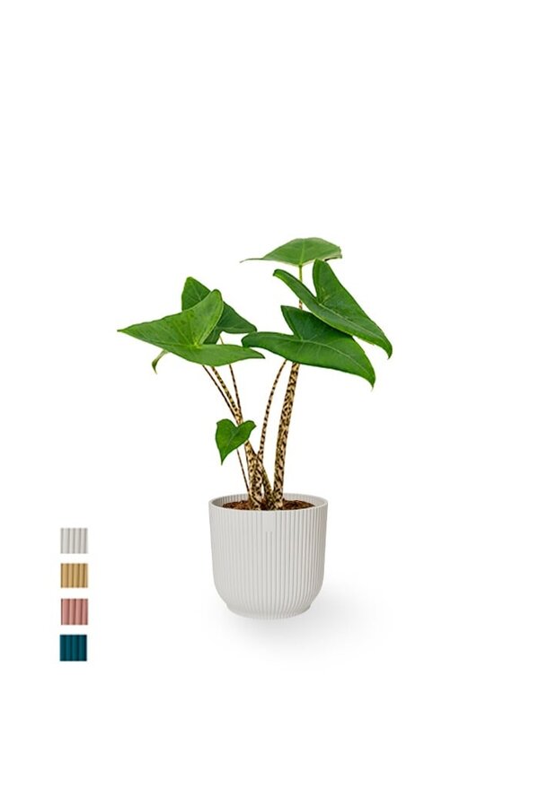 Alocasia Zebrina XS in Vibes Fold Pot