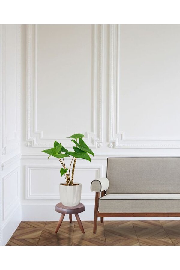 Alocasia Zebrina XS dans un pot Vibes Fold