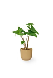 Alocasia Zebrina XS in Vibes Fold Pot