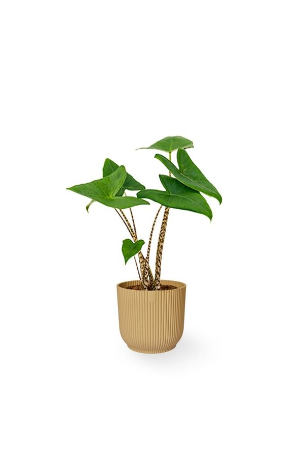 Alocasia Zebrina XS in Vibes Fold Pot
