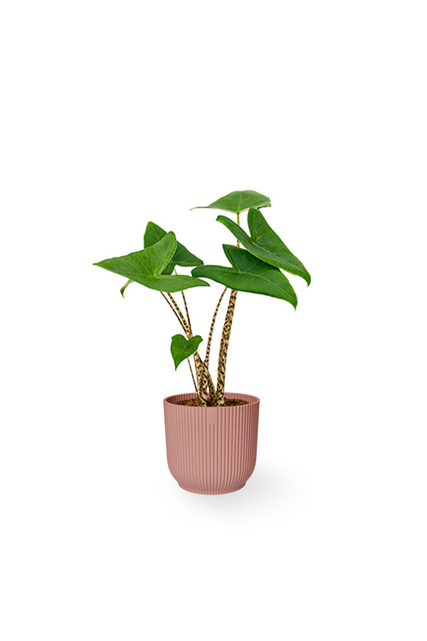 Alocasia Zebrina XS in Vibes Fold Pot
