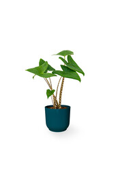 Alocasia Zebrina XS in Vibes Fold Pot