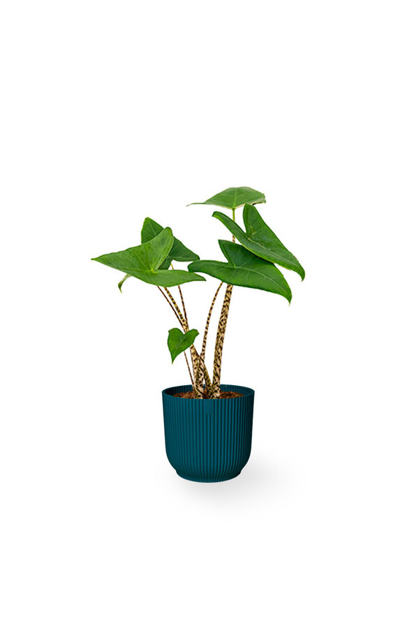 Alocasia Zebrina XS in Vibes Fold Pot