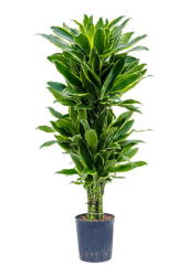 Hydroplante Dracaena Golden Coast Ramifiée