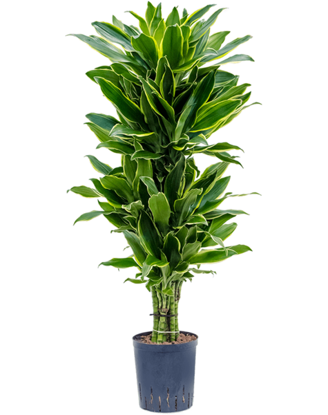 Hydroplante Dracaena