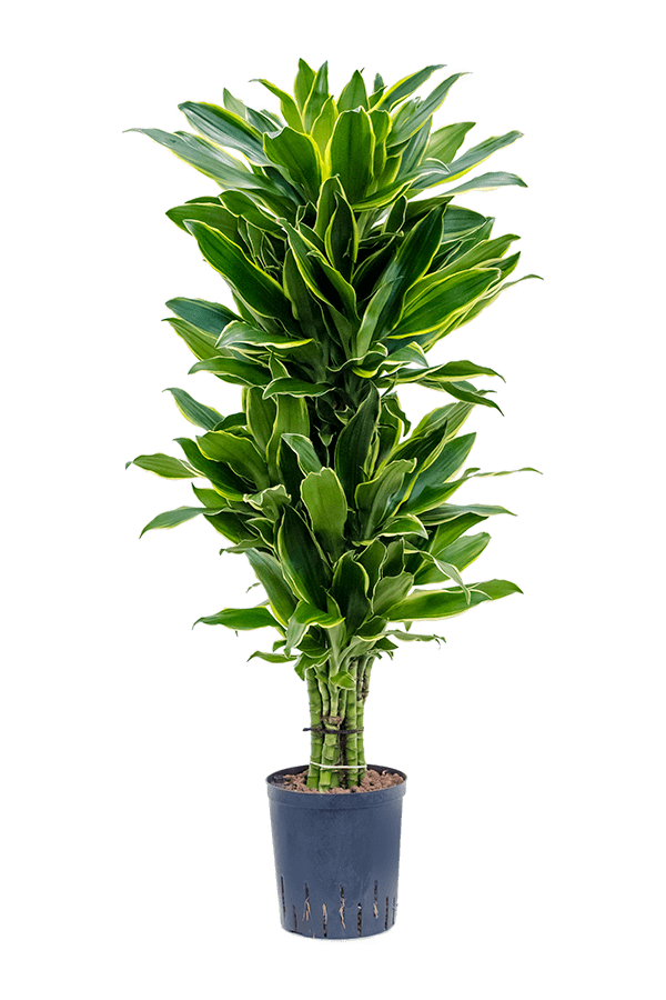 Hydroplante Dracaena Golden Coast Ramifiée