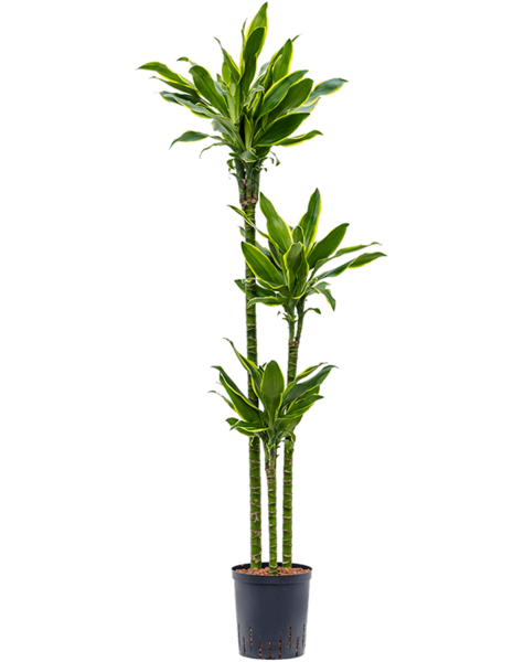 Hydroplante Dracaena