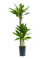 Hydroplante Dracaena Golden Coast