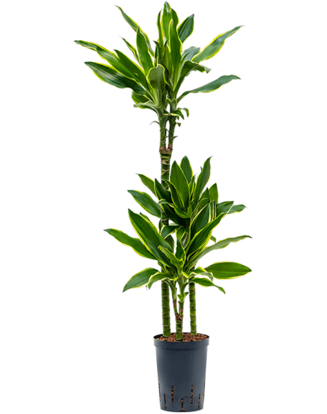 Hydroplante Dracaena