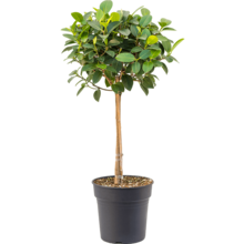Ficus