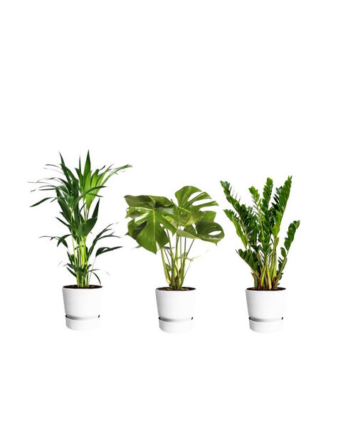 Kit de plantes
