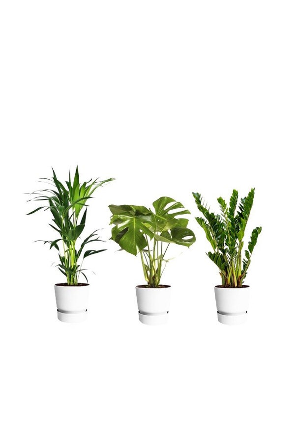 Kit de plantes Elho Greenville S