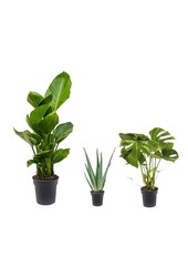 Pack de plantes pour emplacement lumineux