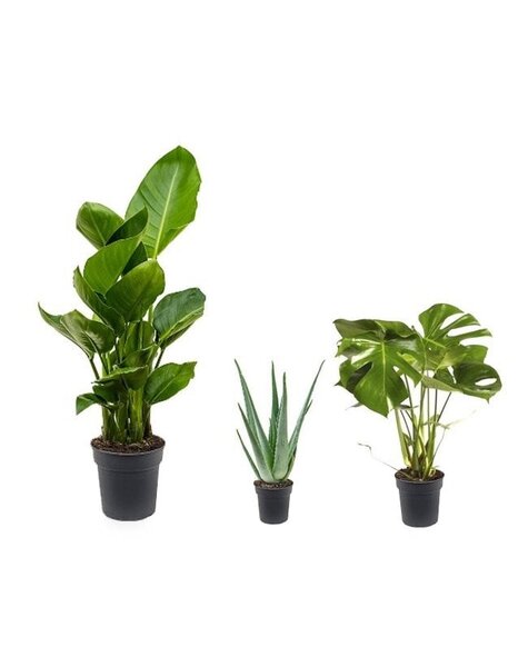 Pack de plantes