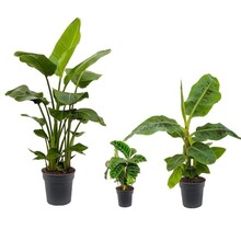 Pack de plantes