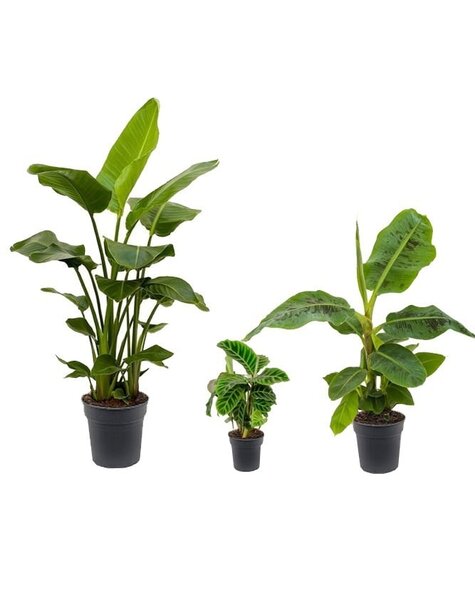Pack de plantes