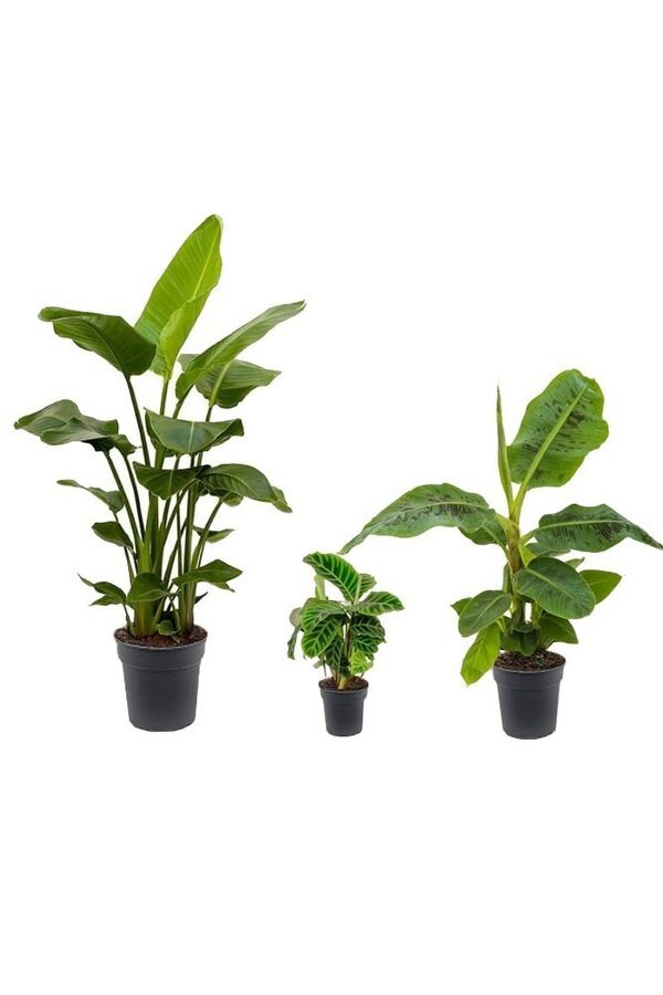 Pack de plantes Tropicana