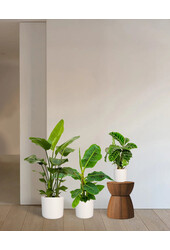 Pack de plantes Tropicana