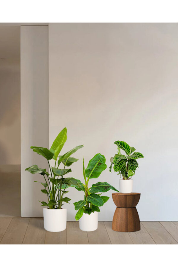 Pack de plantes Tropicana