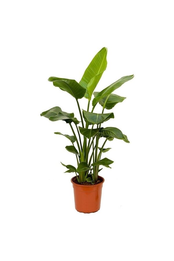 Pack de plantes Tropicana
