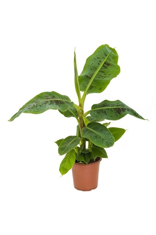 Pack de plantes Tropicana