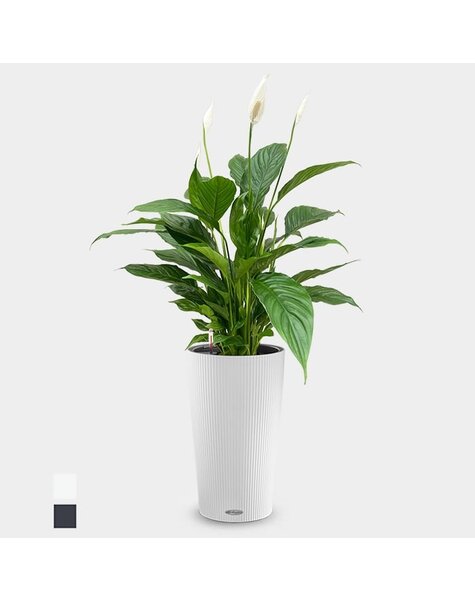 Lechuza Lechuza | Spathiphyllum