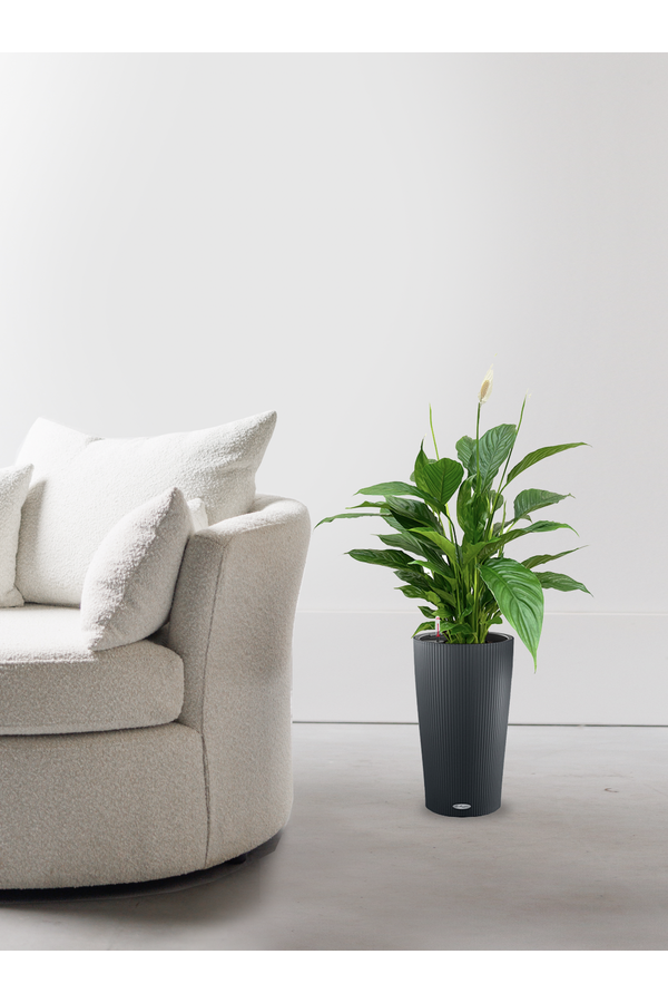 Spathiphyllum dans Cilindro Tout Compris