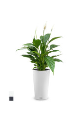 Spathiphyllum dans Cilindro Tout Compris