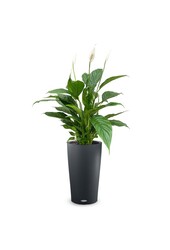 Spathiphyllum dans Cilindro Tout Compris