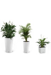 Kit de plantes en pots Lechuza Cilindro
