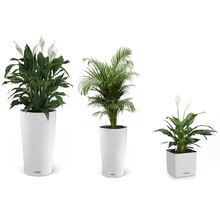 Kit de plantes