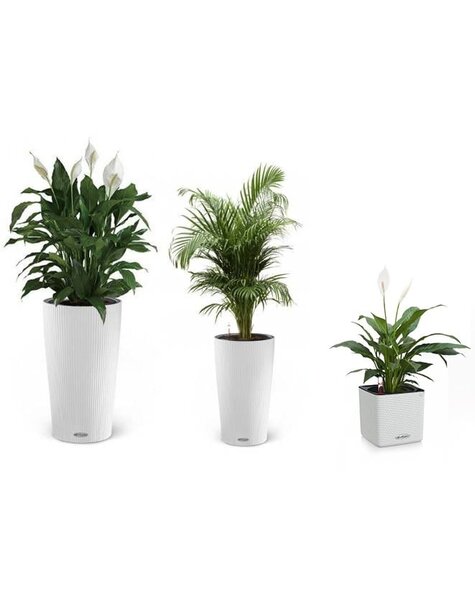 Kit de plantes