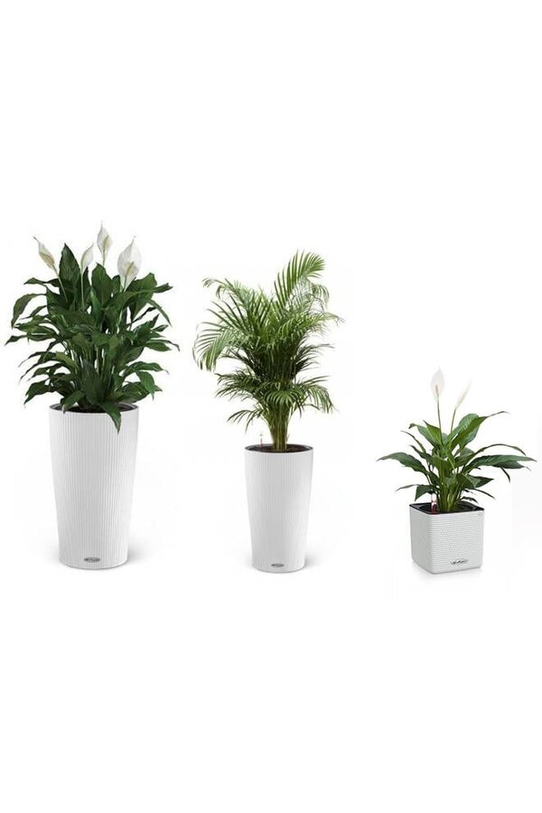 Kit de plantes en pots Lechuza Cilindro