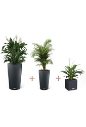 Kit de plantes en pots Lechuza Cilindro