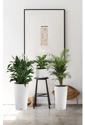 Kit de plantes en pots Lechuza Cilindro