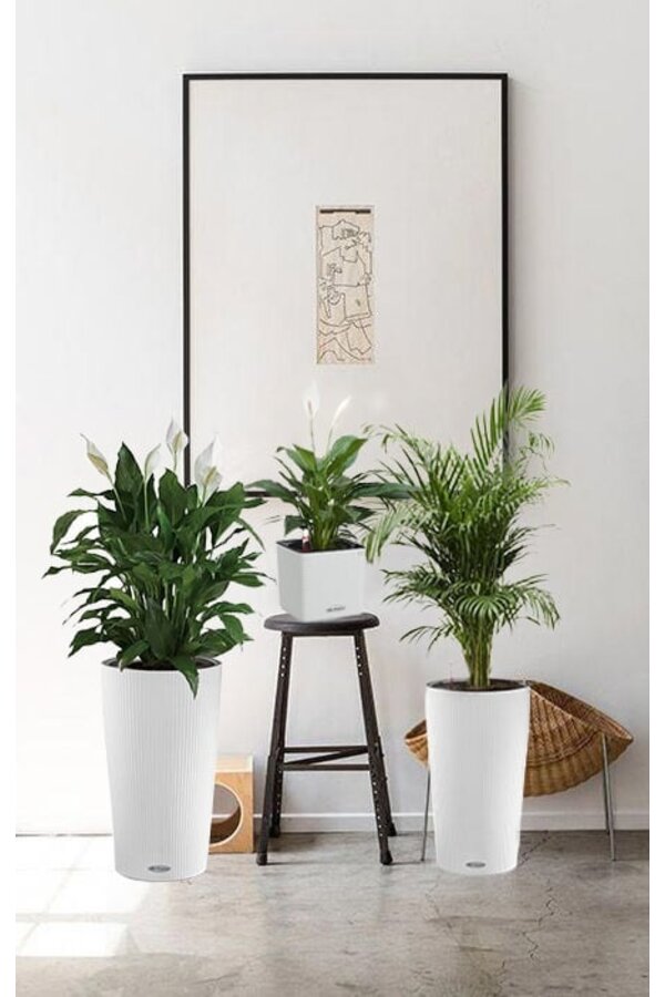 Kit de plantes en pots Lechuza Cilindro