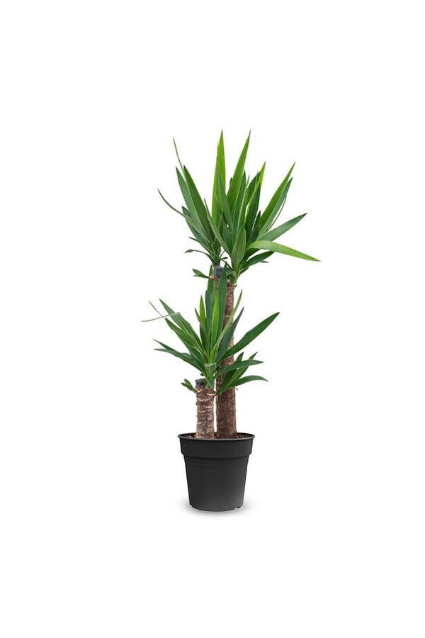 Palmlelie Yucca toef M